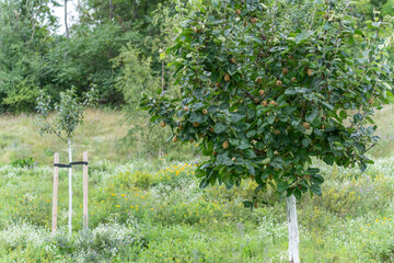 A young quince tree Cydonia oblonga stands in a flower meadow. Numerous ripening fruits hang from...