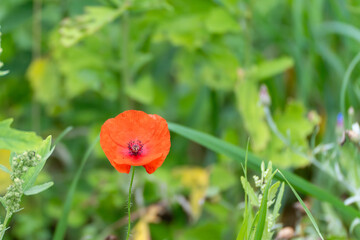 A single red poppy Papaver rhoeas stands brightly in a green wild meadow. Its delicate bloom...