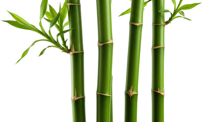 Several green bamboo stalks with leaves isolated on transparent background