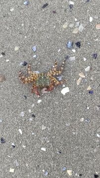 petit crabe avan&ccedil;ant sur le sable