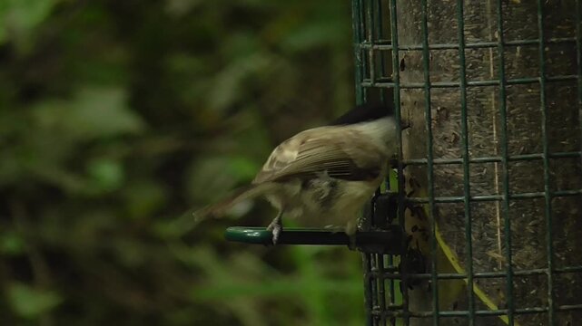 Marsh Tit (Poecile palustris) Feeding on a Nyjer Bird Seed Feeder