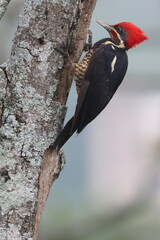 Red-headed Woodpecker clings to a tree branch