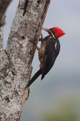 Woodpecker clinging upside down on branch