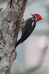 Woodpecker clings to tree limb upside down