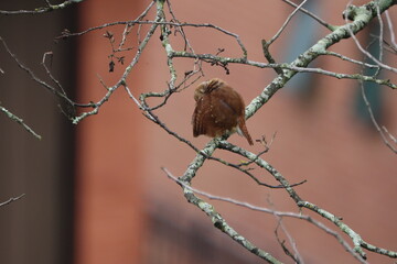 Ferruginous pygmy owl  perched on a lichen covered branch.