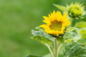 A young, not yet fully opened sunflower is in focus. The background is green and blurred.