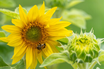 A fully opened sunflower with a bee stands next to a still-closed flower bud. The green background...