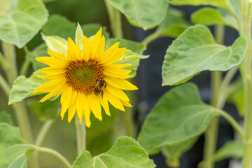 A bee collects nectar from a bright sunflower. The rich yellow of the flower contrasts with the...