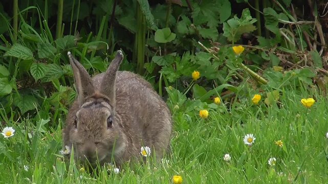 European Rabbit (Oryctolagus cuniculus) Feeding on Grass in a Field