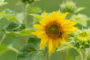 In the center of the image is a blooming sunflower with a bee perched on the lower edge of the flower. Additional buds are visible in the background.