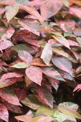 red leaves background 27 July Gujarat 