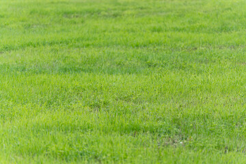 A lush green, dense carpet of grass covers the entire image. The texture is even and invites barefoot walking.