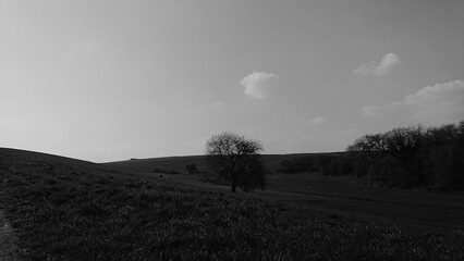 lonely tree in the field