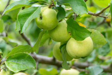 Several green apples hang in a dense cluster on the tree. The fruits are still unripe and...