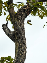 Asian Water Monitor Lizard Camouflaged Against Tree