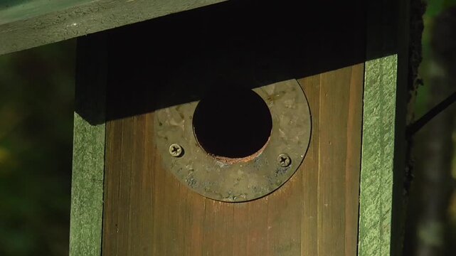 Blue Tit Entering and Leaving a Nestbox
