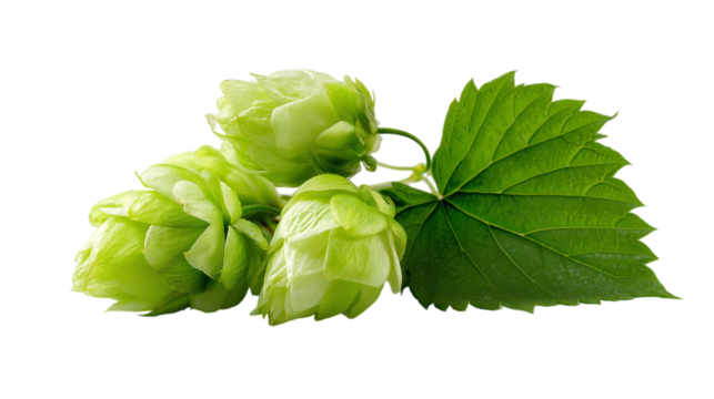 Green Hop Cones with Leaf on Transparent Backdrop