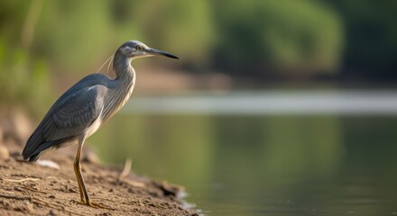Fototapeta premium Elegant heron standing by the tranquil riverbank, surrounded by lush greenery and soft sunlight