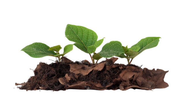 Green Plants Growing in Soil on Transparent Backdrop