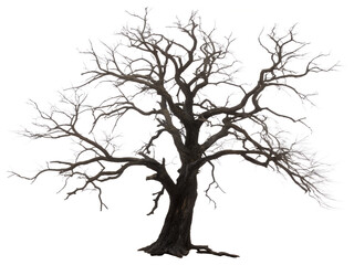 Fototapeta premium Black Dead Tree Silhouette Isolated PNG with Bare Branches