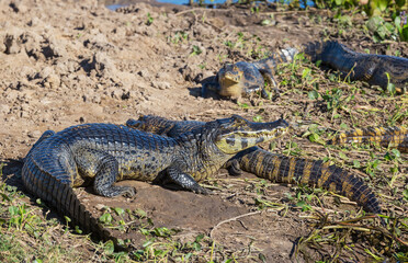 Caiman
