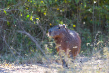 Capybara