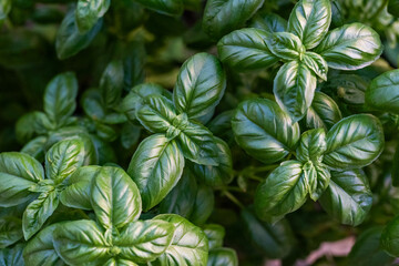 Fresh green basil leaves grown in cultivation, close-up texture image representing organic farming...