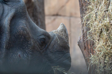 Indian rhinoceros feeding on dry grass. Side profile of an Indian rhinoceros feeding on a vertical...