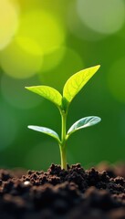 A tiny sprout, leaves unfurling in bright sunlight , photography, picture, ecology