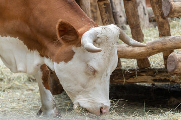 A brown and white cow with strong horns peacefully eats hay. The background shows a rustic wooden...