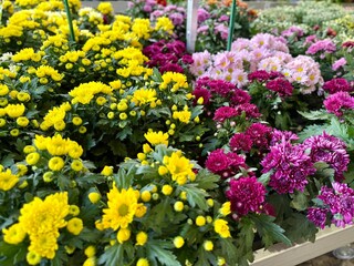 flowers in the garden