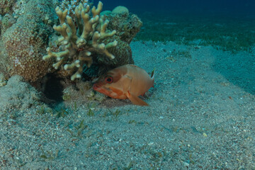 Fish swimming in the Red Sea, colorful fish, Eilat, Israel
