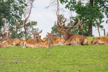 Deer - Cervus and doe in a green meadow at the edge of the forest