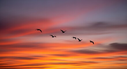 a picture of a sunset, beautiful sky and flying birds