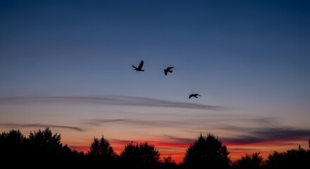 a picture of a sunset, beautiful sky and flying birds