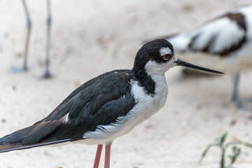 A Black-winged Stilt Himantopus himantopus with long pink legs stands in the sand, its black and...