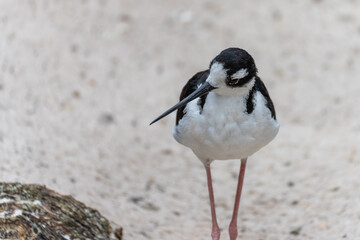A Black-winged Stilt looks slightly to the side, its black eye appearing alert. The background is neutral and emphasizes the animal.
