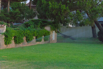 A well-maintained green lawn stretches out in front of a low wall with cutouts and lush green hedges, with a house partially visible behind trees and more greenery in the background, creating a serene