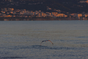 A lone seagull glides low over the water at sunset, with city lights subtly blurred in the distant...