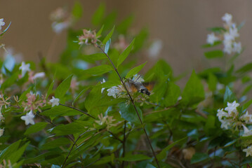 A hummingbird hawk-moth with its long proboscis extended feeds on nectar from delicate white flowers, surrounded by soft green foliage.