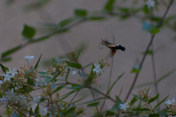 A hummingbird hawk-moth with its long proboscis extended feeds on nectar from delicate white flowers, surrounded by soft green foliage.