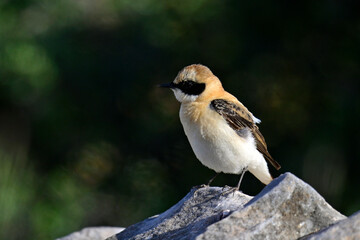 junger Balkansteinschmätzer // young Eastern Black-eared Wheatear (Oenanthe melanoleuca) - Peloponnes, Griechenland