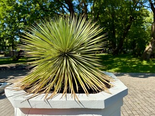Decorative spiky plant, likely a Yucca or similar drought-tolerant species, in a geometric planter.