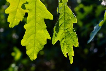 Sun Leaves