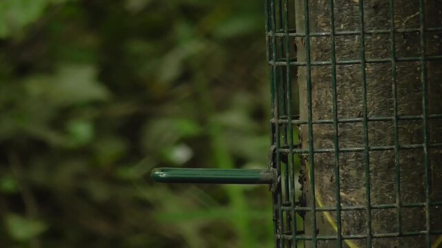 Marsh Tit (Poecile palustris) Feeding on a Nyjer Seed Feeder