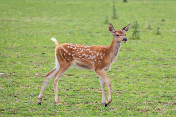 Male baby deer - Fawn is in the green meadow