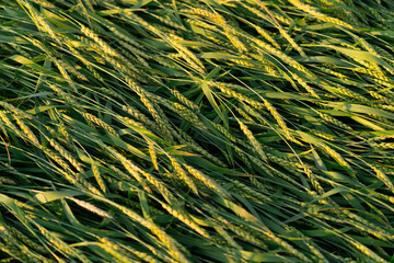 Green ears of wheat lie on the ground. Texture from plants. Close-up. Agriculture.