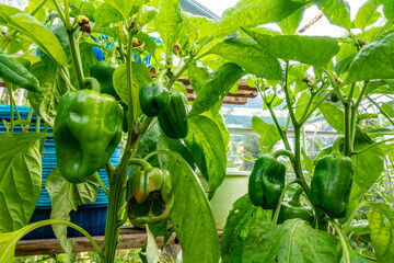 Peppers growing and ripening in a greenhouse in a residential back garden in The UK