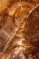 Fototapeta premium Annual Rings of Tree Stump Texture. Concentric rings of a tree trunk showing age and growth pattern. Useful for environmental, biology, or natural growth timeline visuals.