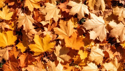 Obraz premium Autumn Leaves Carpeting the Ground